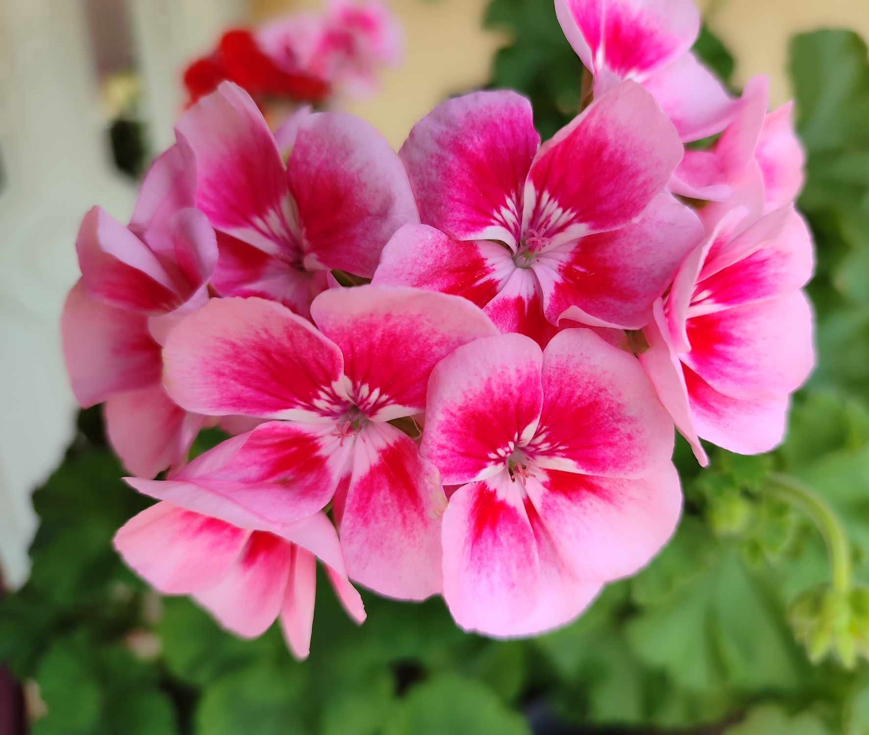 Muškát krúžkovaný – ružový s tmavým očkom